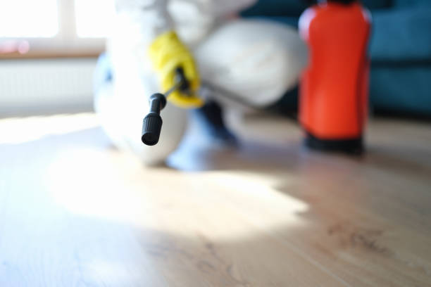 Best Basement Mold Removal  in Cabana Colony, FL