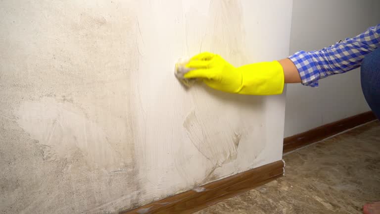 Best Black Mold Removal  in Cabana Colony, FL