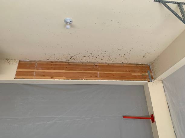 Best Biohazard Mold Removal  in Cabana Colony, FL