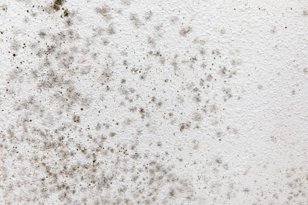Best Biohazard Mold Removal  in Cabana Colony, FL