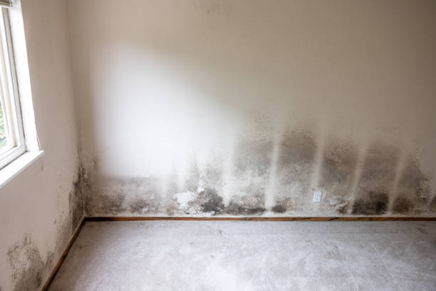Best Water Damage & Mold Remediation  in Cabana Colony, FL