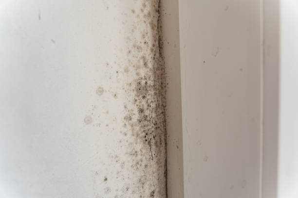 Best Mold Documentation for Insurance Claims  in Cabana Colony, FL